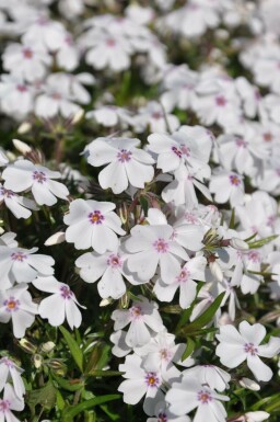 Moss phlox Phlox subulata 'Amazing Grace' 5-10 pot P9 Phlox subulata 'Amazing Grace'
