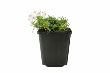 Moss phlox Phlox subulata 'Amazing Grace' 5-10 pot P9 Phlox subulata 'Amazing Grace'
