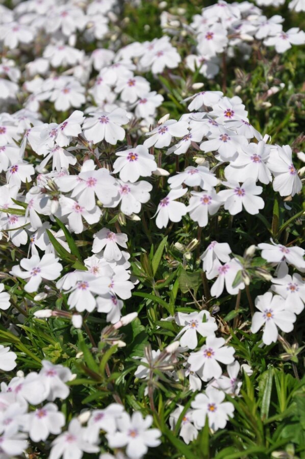 Moss phlox Phlox subulata 'Amazing Grace' 5-10 pot P9 Phlox subulata 'Amazing Grace'