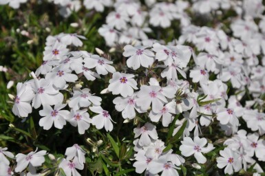 Moss phlox Phlox subulata 'Amazing Grace' 5-10 pot P9 Phlox subulata 'Amazing Grace'