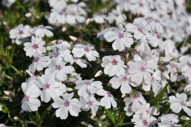 Moss phlox Phlox subulata 'Amazing Grace' 5-10 pot P9 Phlox subulata 'Amazing Grace'