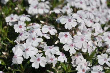 Moss phlox Phlox subulata 'Amazing Grace' 5-10 pot P9