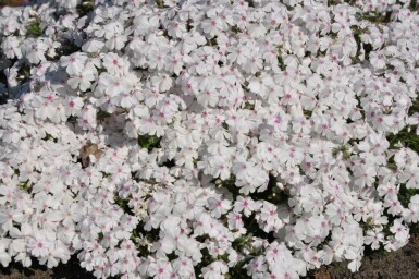 Moss phlox Phlox subulata 'Amazing Grace' 5-10 pot P9 Phlox subulata 'Amazing Grace'