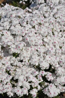 Moss phlox Phlox subulata 'Amazing Grace' 5-10 pot P9 Phlox subulata 'Amazing Grace'