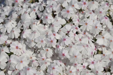 Moss phlox Phlox subulata 'Amazing Grace' 5-10 pot P9 Phlox subulata 'Amazing Grace'