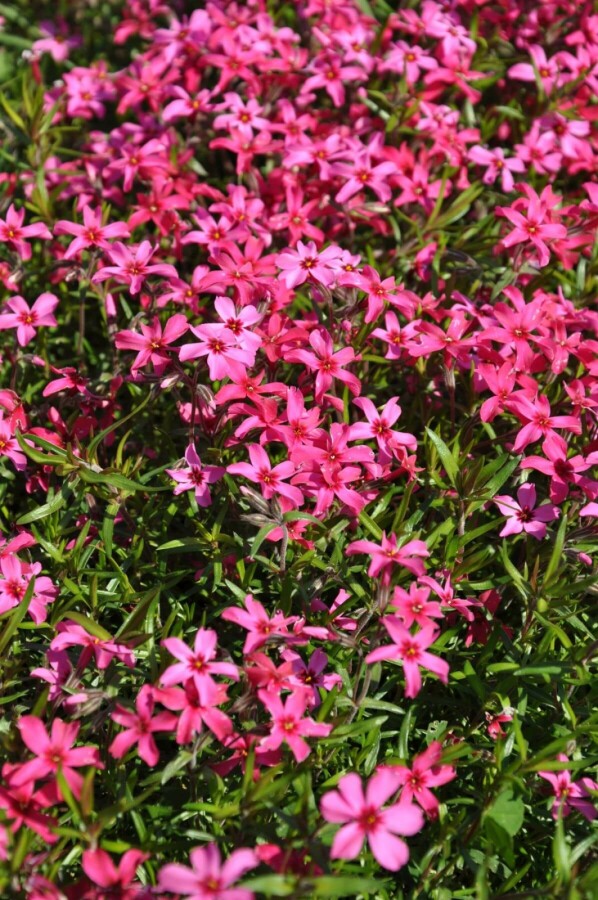 Moss phlox Phlox subulata 'Atropurpurea' 10-15 pot C2 Phlox subulata 'Atropurpurea'