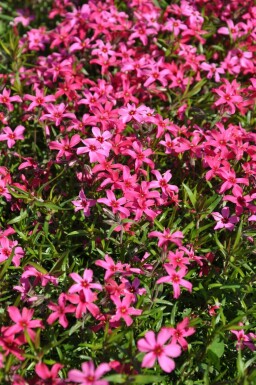 Moss phlox Phlox subulata 'Atropurpurea' 10-15 pot C2 Phlox subulata 'Atropurpurea'