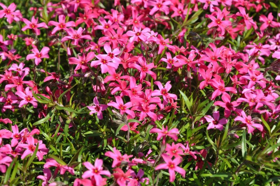 Moss phlox Phlox subulata 'Atropurpurea' 10-15 pot C2 Phlox subulata 'Atropurpurea'
