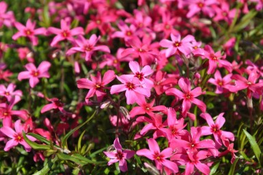 Moss phlox Phlox subulata 'Atropurpurea' 10-15 pot C2 Phlox subulata 'Atropurpurea'