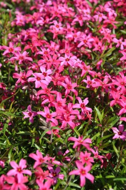 Moss phlox Phlox subulata 'Atropurpurea' 10-15 pot C2 Phlox subulata 'Atropurpurea'