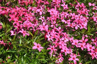 Moss phlox Phlox subulata 'Atropurpurea' 10-15 pot C2 Phlox subulata 'Atropurpurea'