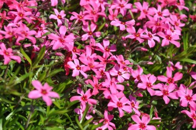Moss phlox Phlox subulata 'Atropurpurea' 10-15 pot C2 Phlox subulata 'Atropurpurea'