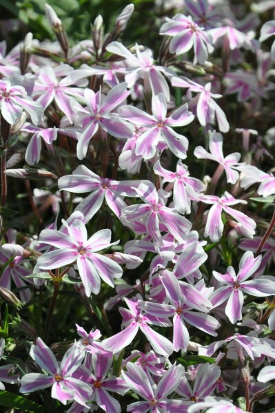 Moss phlox Phlox subulata 'Candy Stripes' 10-15 pot C2 Phlox subulata 'Candy Stripes'