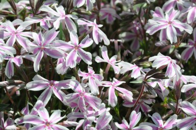 Moss phlox Phlox subulata 'Candy Stripes' 10-15 pot C2 Phlox subulata 'Candy Stripes'
