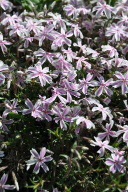 Moss phlox Phlox subulata 'Candy Stripes' 10-15 pot C2 Phlox subulata 'Candy Stripes'