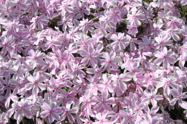 Moss phlox Phlox subulata 'Candy Stripes' 10-15 pot C2 Phlox subulata 'Candy Stripes'