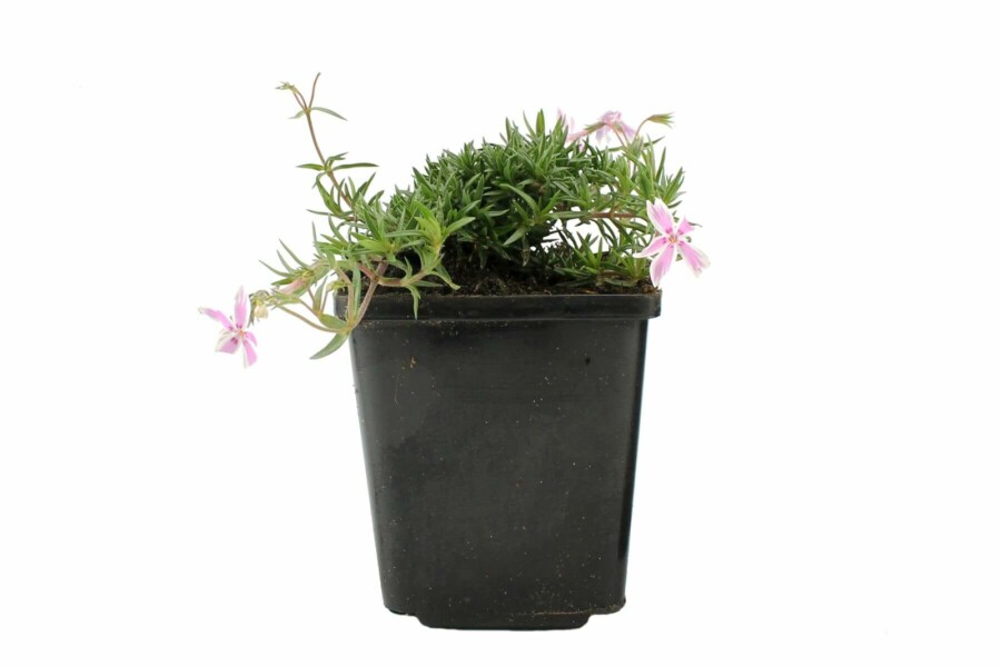 Moss phlox Phlox subulata 'Candy Stripes' 5-10 pot P9 Phlox subulata 'Candy Stripes'