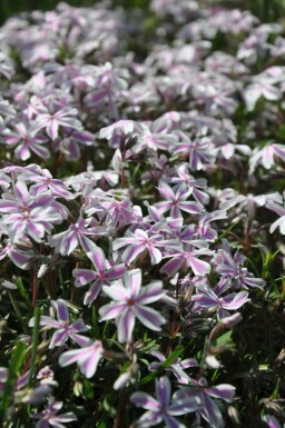 Moss phlox Phlox subulata 'Candy Stripes' 5-10 pot P9 Phlox subulata 'Candy Stripes'