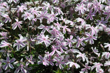 Moss phlox Phlox subulata 'Candy Stripes' 5-10 pot P9 Phlox subulata 'Candy Stripes'