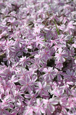 Moss phlox Phlox subulata 'Candy Stripes' 5-10 pot P9 Phlox subulata 'Candy Stripes'