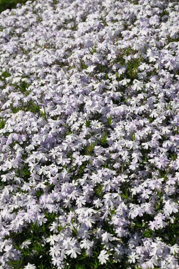 Moss phlox Phlox subulata 'Emerald Cushion Blue' 15-20 pot C2 Phlox subulata 'Emerald Cushion Blue'