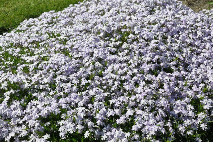 Moss phlox Phlox subulata 'Emerald Cushion Blue' 5-10 pot P9 Phlox subulata 'Emerald Cushion Blue'
