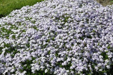 Moss phlox Phlox subulata 'Emerald Cushion Blue' 5-10 pot P9 Phlox subulata 'Emerald Cushion Blue'