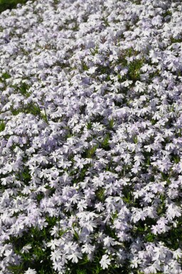Moss phlox Phlox subulata 'Emerald Cushion Blue' 5-10 pot P9 Phlox subulata 'Emerald Cushion Blue'