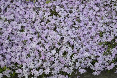 Moss phlox Phlox subulata 'Emerald Cushion Blue' 5-10 pot P9 Phlox subulata 'Emerald Cushion Blue'