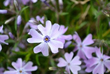 Moss phlox Phlox subulata 'Emerald Cushion Blue' 5-10 pot P9 Phlox subulata 'Emerald Cushion Blue'