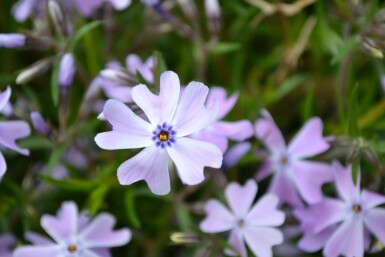 Moss phlox Phlox subulata 'Emerald Cushion Blue' 5-10 pot P9