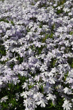 Moss phlox Phlox subulata 'Emerald Cushion Blue' 5-10 pot P9 Phlox subulata 'Emerald Cushion Blue'