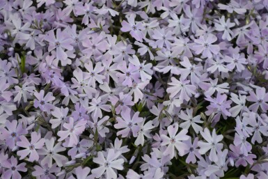 Moss phlox Phlox subulata 'Emerald Cushion Blue' 5-10 pot P9 Phlox subulata 'Emerald Cushion Blue'