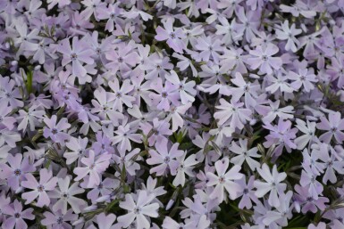 Moss phlox Phlox subulata 'Emerald Cushion Blue' 5-10 pot P9