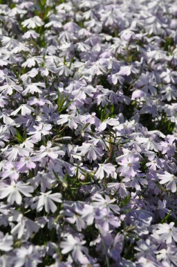 Moss phlox Phlox subulata 'Emerald Cushion Blue' 5-10 pot P9 Phlox subulata 'Emerald Cushion Blue'