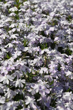 Moss phlox Phlox subulata 'Emerald Cushion Blue' 5-10 pot P9