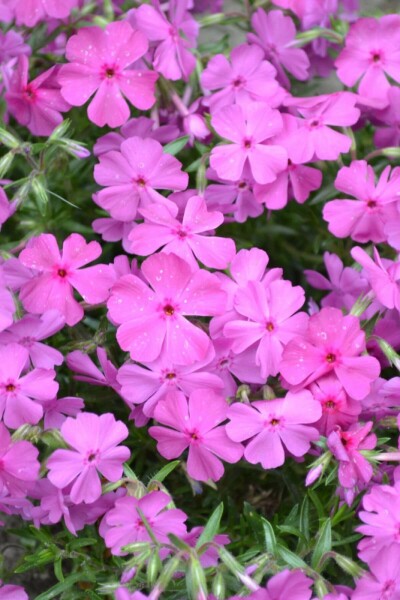 Moss phlox Phlox subulata 'Mac Daniel's Cushion' 5-10 pot P9 Phlox subulata 'Mac Daniel's Cushion'