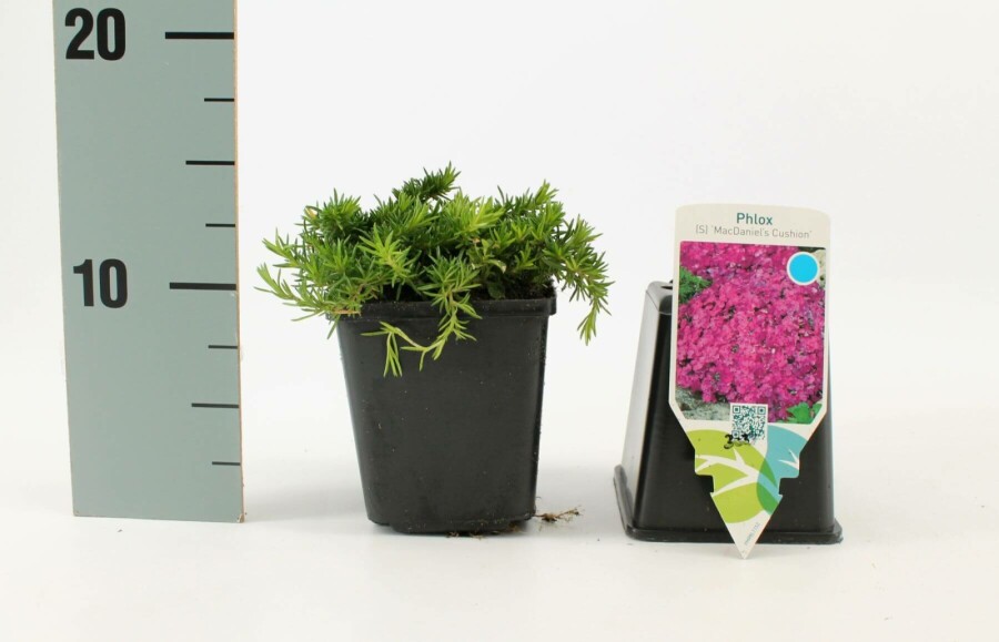 Moss phlox Phlox subulata 'Mac Daniel's Cushion' 5-10 pot P9 Phlox subulata 'Mac Daniel's Cushion'