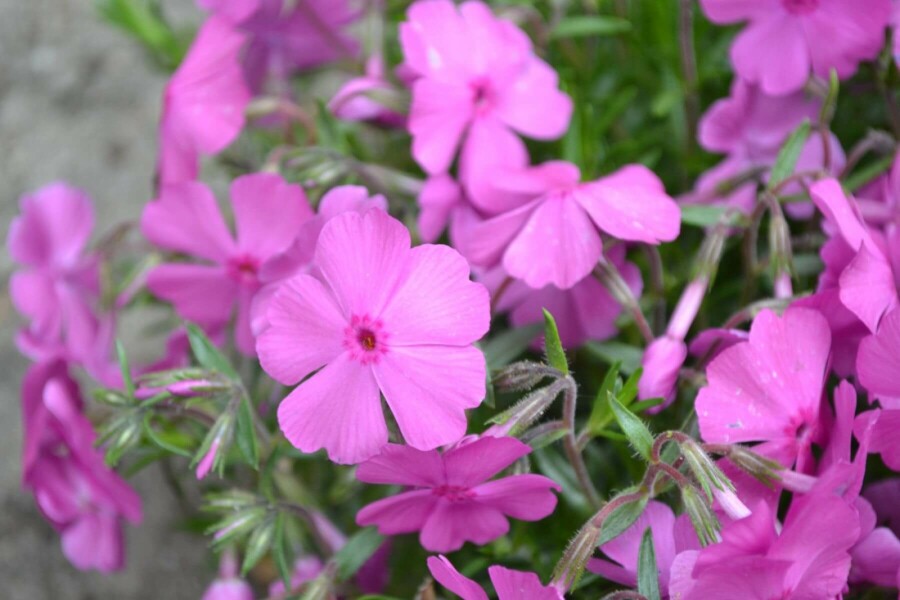Moss phlox Phlox subulata 'Mac Daniel's Cushion' 5-10 pot P9 Phlox subulata 'Mac Daniel's Cushion'