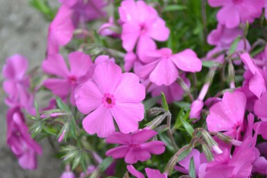 Moss phlox Phlox subulata 'Mac Daniel's Cushion' 5-10 pot P9 Phlox subulata 'Mac Daniel's Cushion'