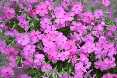 Moss phlox Phlox subulata 'Mac Daniel's Cushion' 5-10 pot P9 Phlox subulata 'Mac Daniel's Cushion'