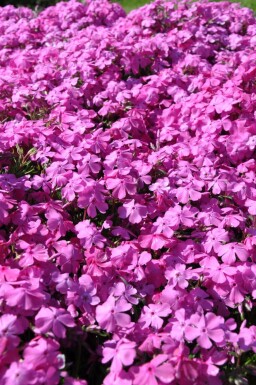 Moss phlox Phlox subulata 'Mac Daniel's Cushion' 5-10 pot P9 Phlox subulata 'Mac Daniel's Cushion'
