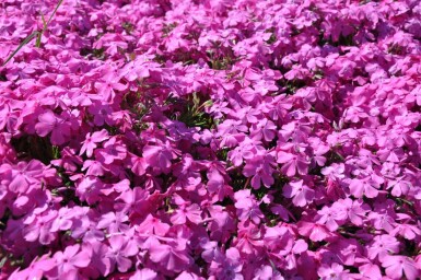 Moss phlox Phlox subulata 'Mac Daniel's Cushion' 5-10 pot P9 Phlox subulata 'Mac Daniel's Cushion'