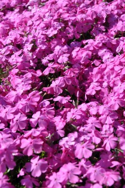 Moss phlox Phlox subulata 'Mac Daniel's Cushion' 5-10 pot P9 Phlox subulata 'Mac Daniel's Cushion'