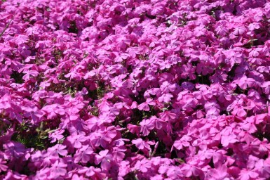 Moss phlox Phlox subulata 'Mac Daniel's Cushion' 5-10 pot P9 Phlox subulata 'Mac Daniel's Cushion'
