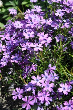 Moss phlox Phlox subulata 'Purple Beauty' 5-10 pot P9