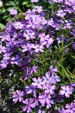 Moss phlox Phlox subulata 'Purple Beauty' 5-10 pot P9 Phlox subulata 'Purple Beauty'