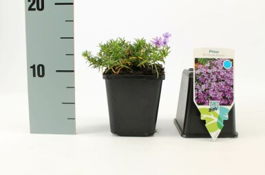 Moss phlox Phlox subulata 'Purple Beauty' 5-10 pot P9