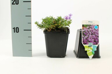 Moss phlox Phlox subulata 'Purple Beauty' 5-10 pot P9 Phlox subulata 'Purple Beauty'