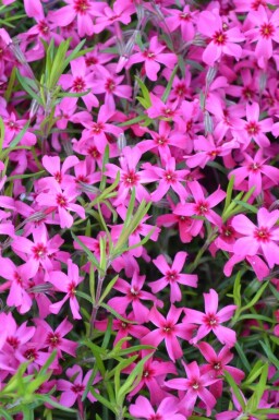 Moss phlox Phlox subulata 'Scarlet Flame' 5-10 pot P9 Phlox subulata 'Scarlet Flame'